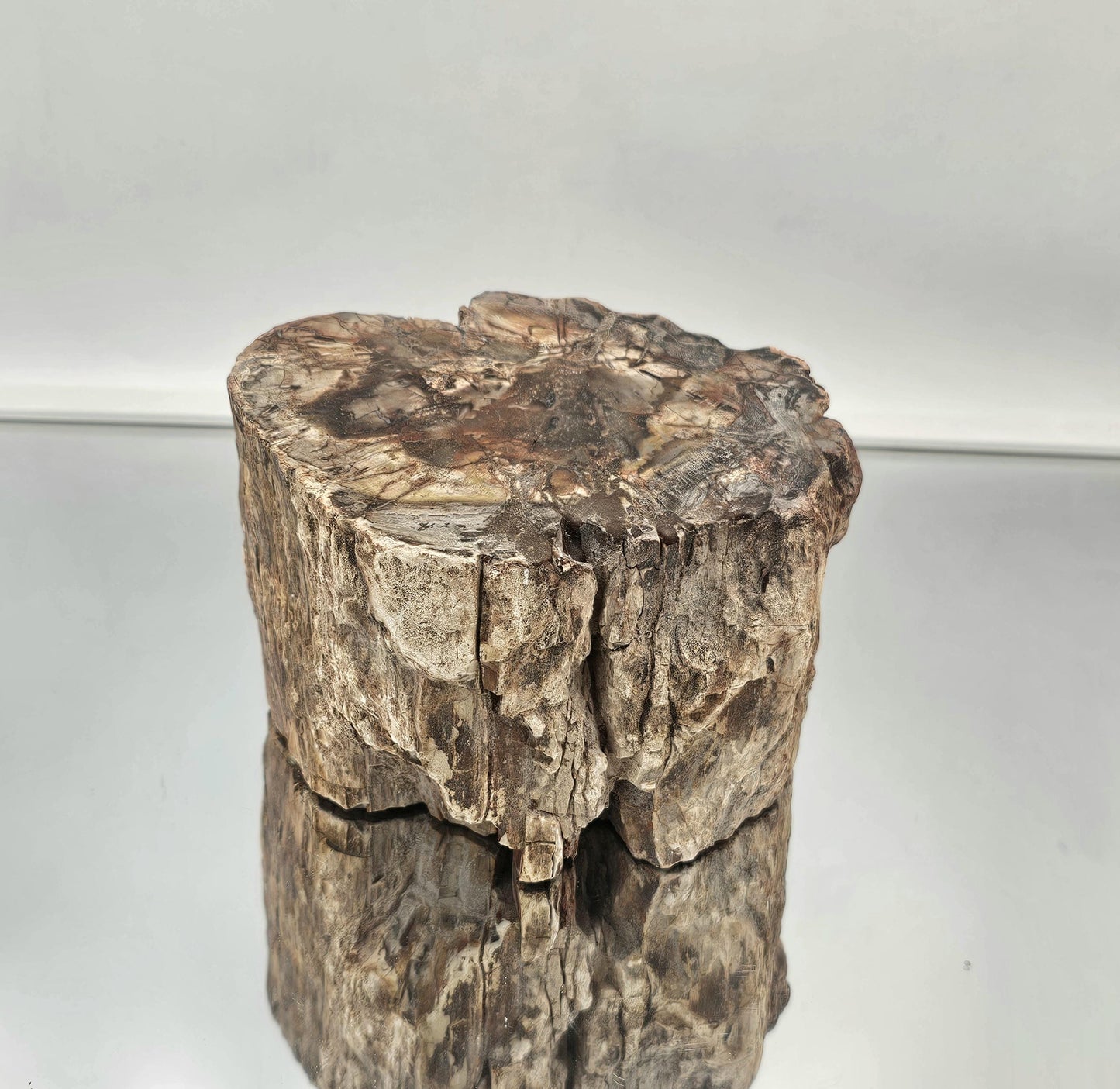 Large Fossil Wood Branch / Stump - Petrified (#5)