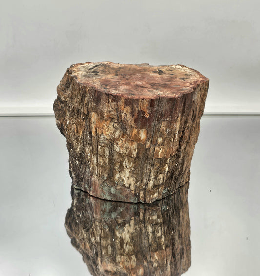 Large Fossil Wood Branch / Stump - Petrified (#4)