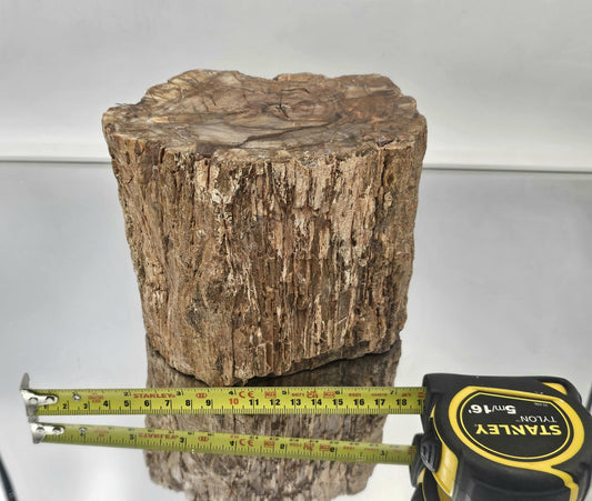 Large Fossil Wood Branch / Stump - Petrified (#3)