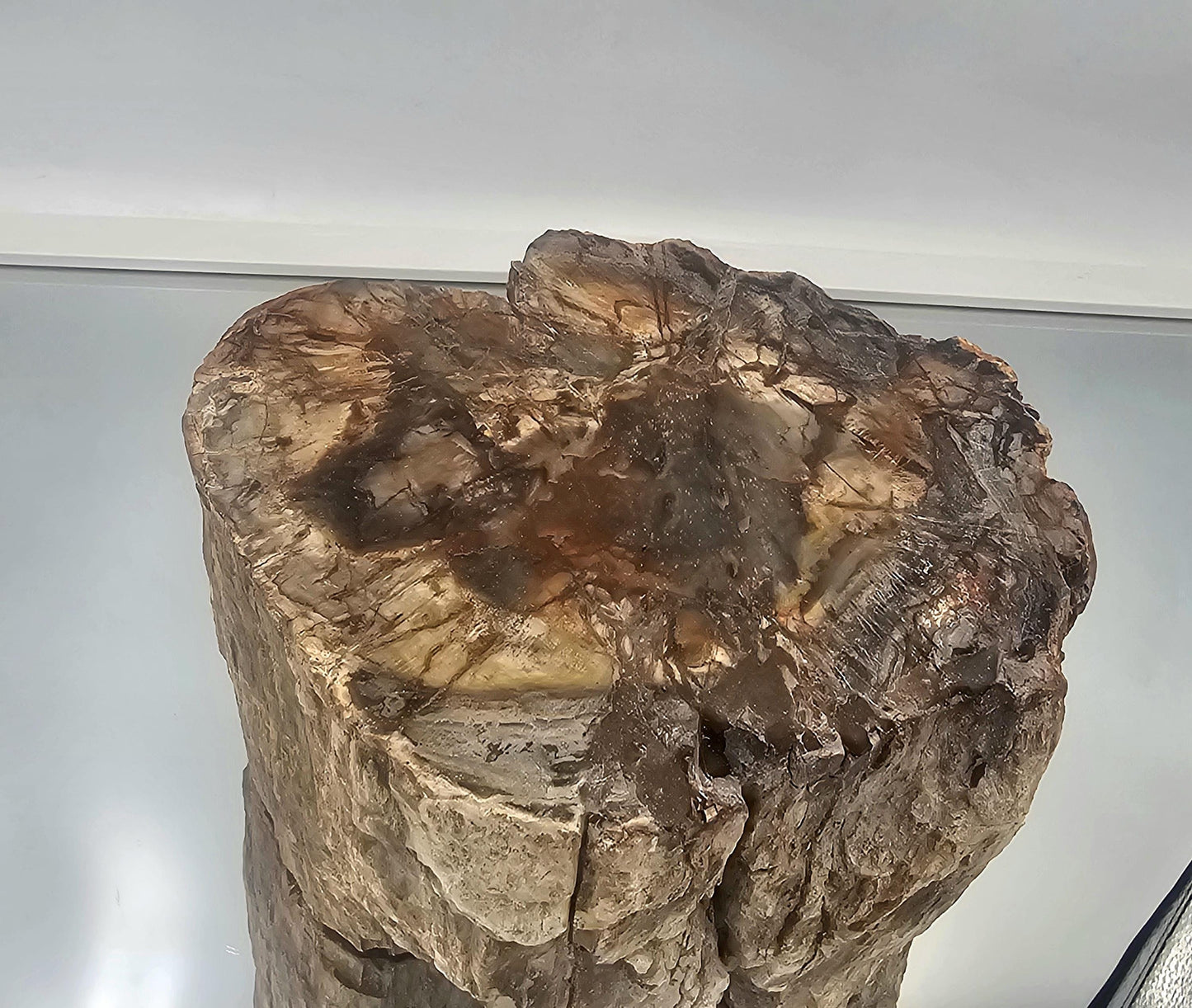 Large Fossil Wood Branch / Stump - Petrified (#5)
