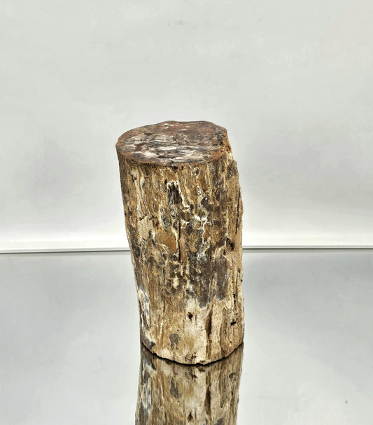 Large Fossil Wood Branch / Stump - Petrified (#2)