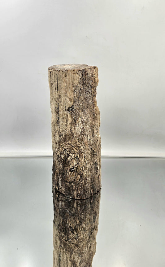 Large Fossil Wood Branch / Stump - Petrified (#1)