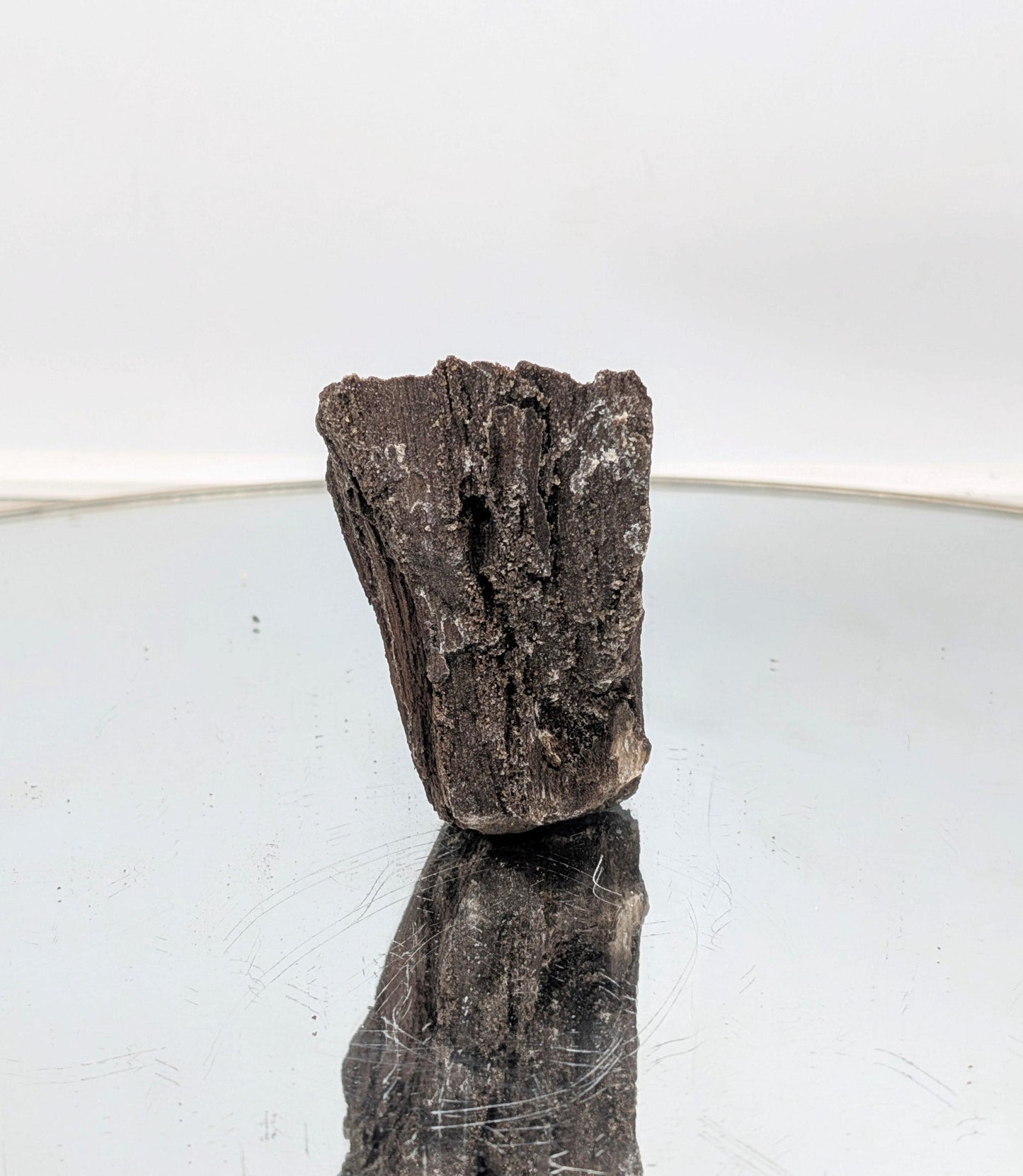 Fossil Wood Quartz Crystal Druze Rare Petrified Wood Germany (#26)