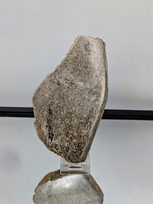 Large Dinosaur Bone Fossil Slice (#11)