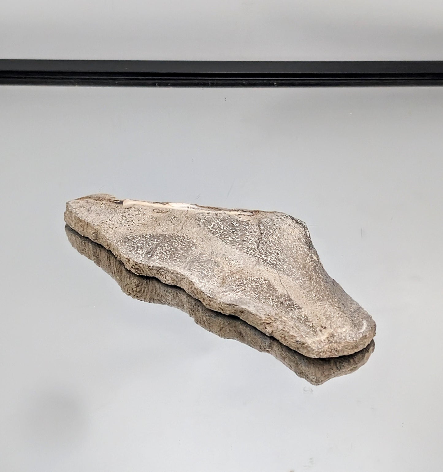 Large Dinosaur Bone Fossil Slice (#13)