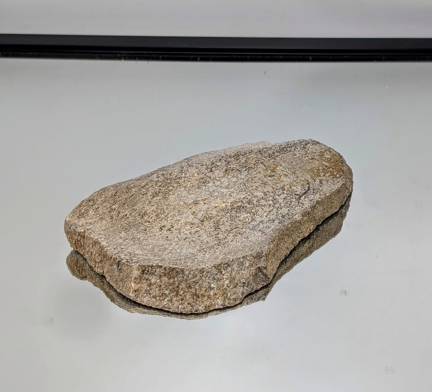 Large Dinosaur Bone Fossil Slice (#12)