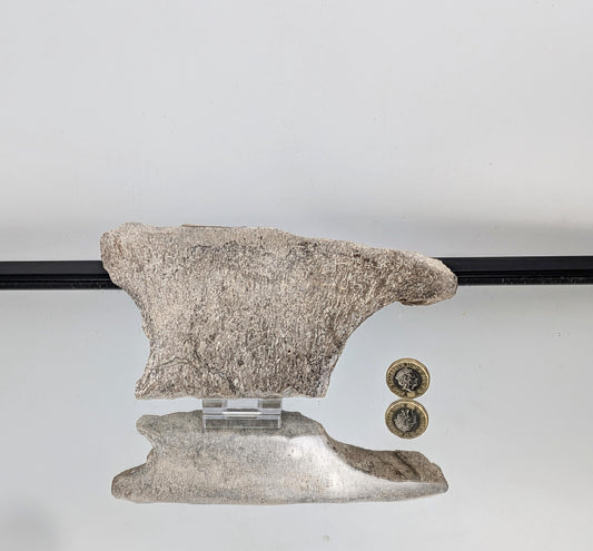 Large Dinosaur Bone Fossil Slice (#8)