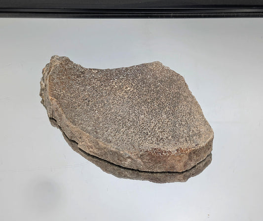 Large Dinosaur Bone Fossil Slice (#19)