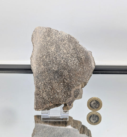 Large Dinosaur Bone Fossil Slice (#17)