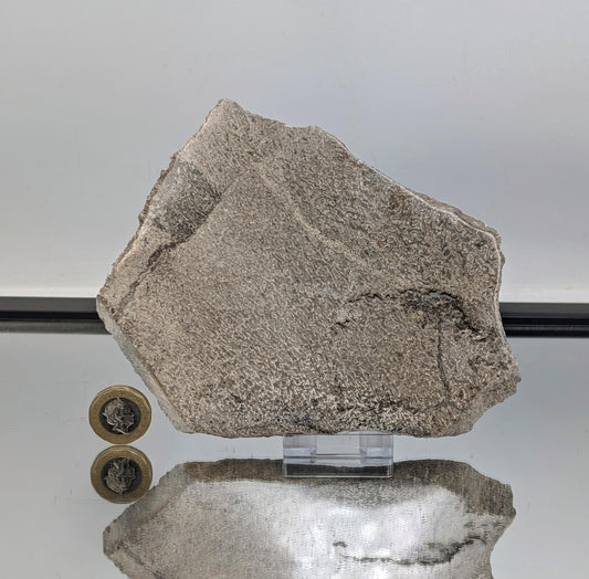 Large Dinosaur Bone Fossil Slice (#15)