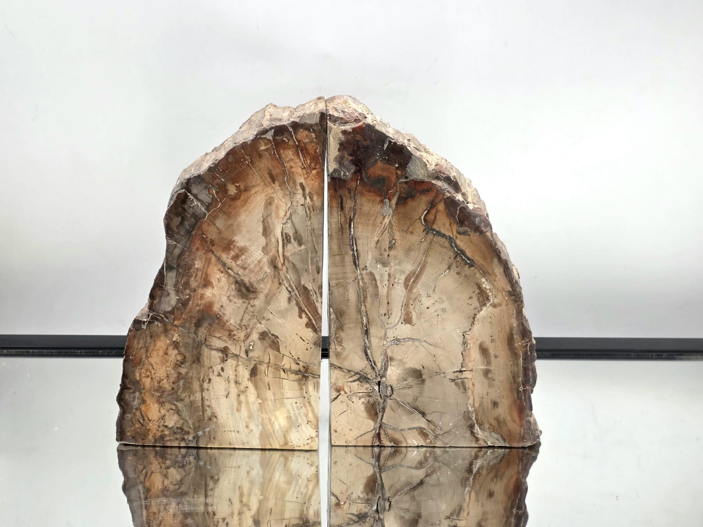 Fossil Wood Bookends (DP)