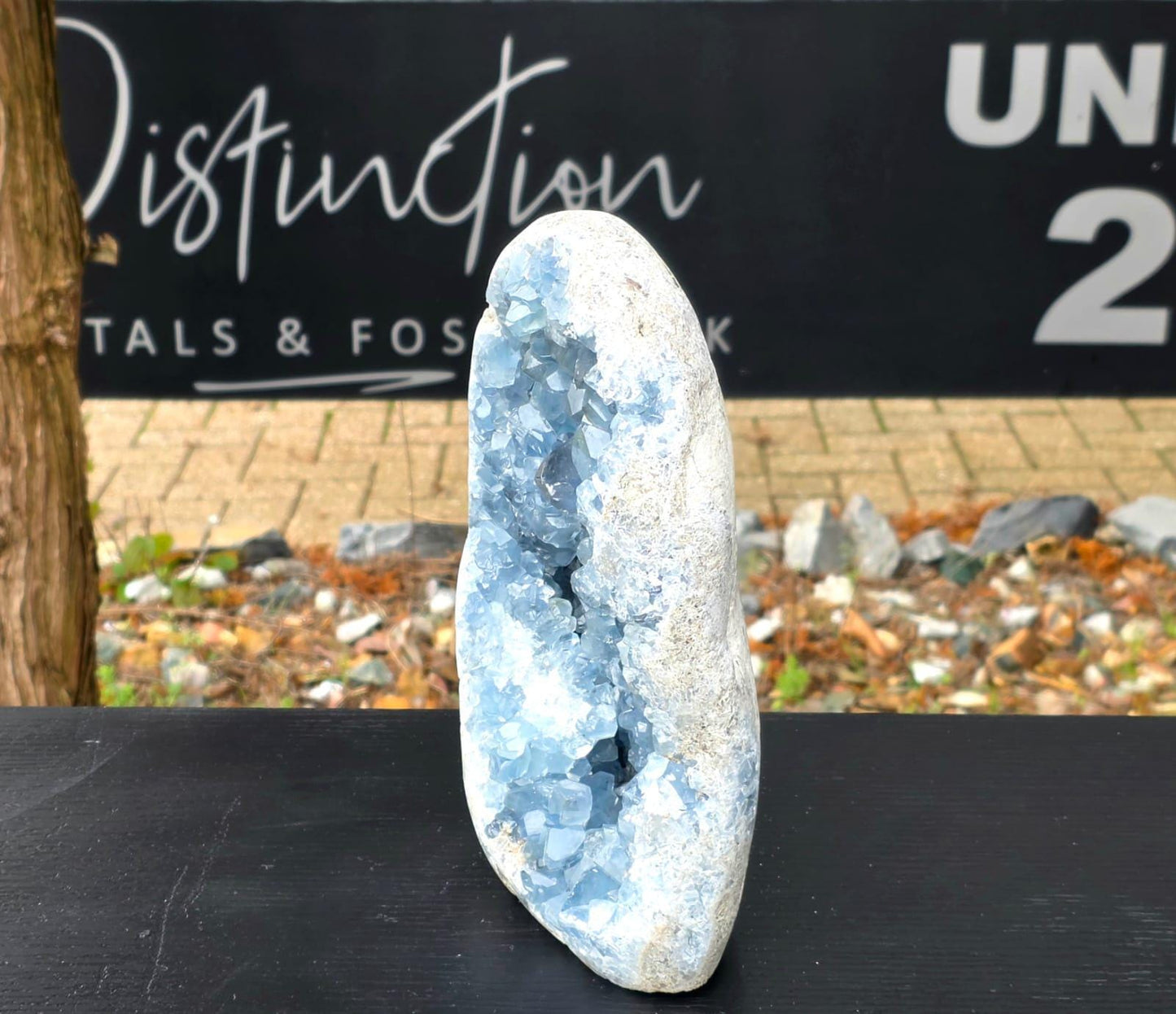 Very Large Celestite Freeform #2 | 5.85 KG Blue Celestine Mineral Specimen | Natural Crystal with Cut Base | Collector Display