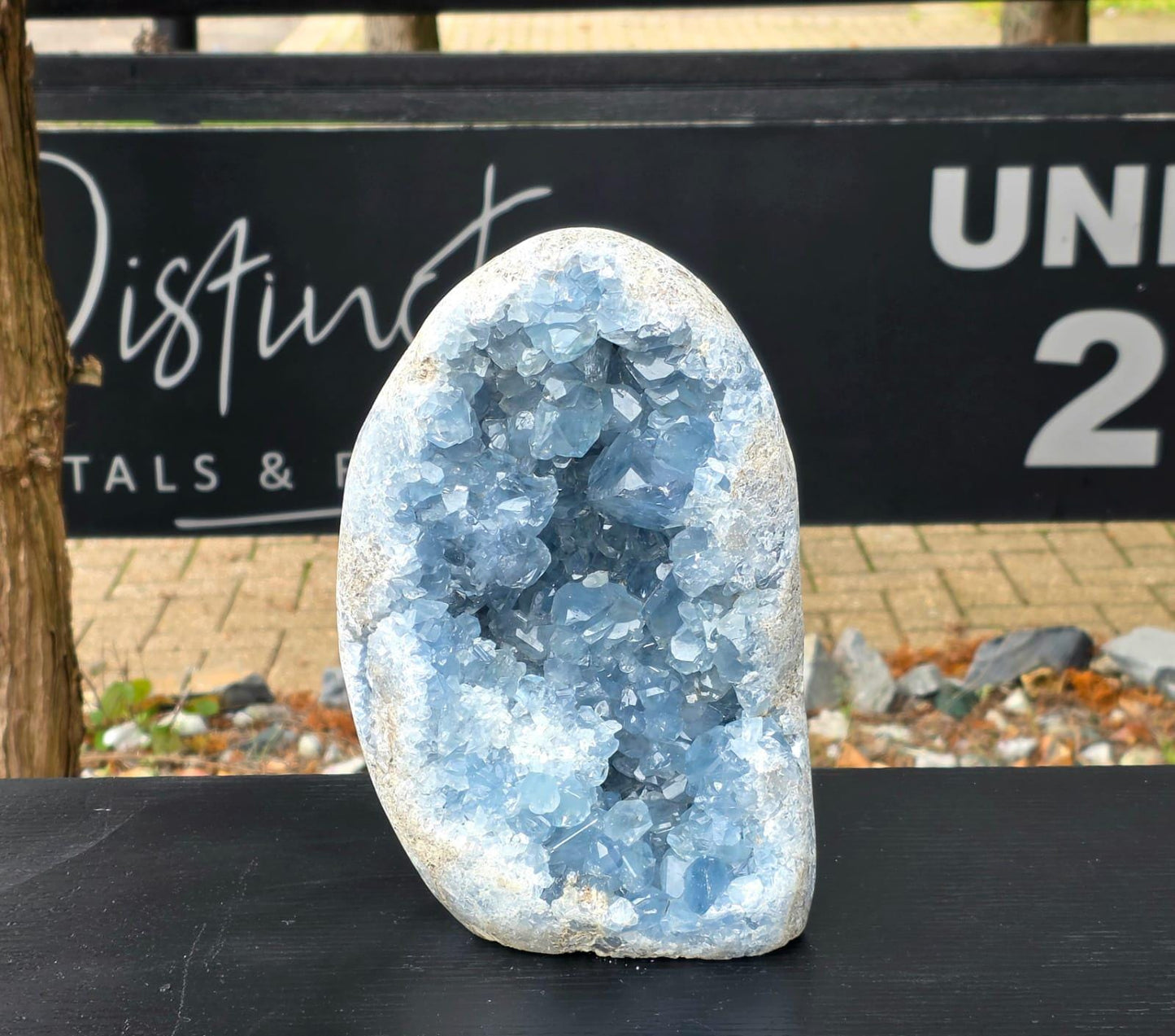 Very Large Celestite Freeform #2 | 5.85 KG Blue Celestine Mineral Specimen | Natural Crystal with Cut Base | Collector Display