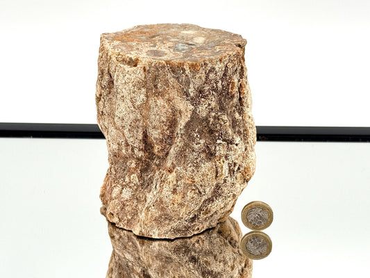 Fossil Wood Branch / Stump - Petrified (#12)