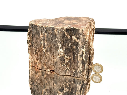 Fossil Wood Branch / Stump - Petrified (#11)