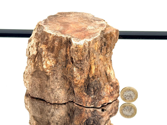 Fossil Wood Branch / Stump - Petrified (#10)