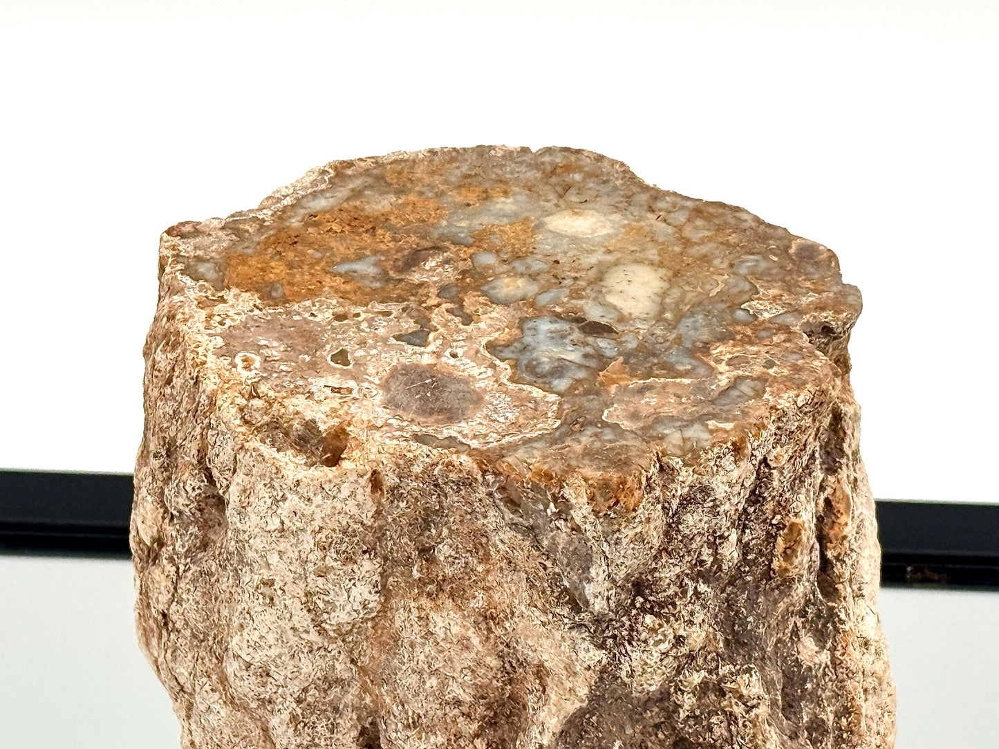 Fossil Wood Branch / Stump - Petrified (#12)