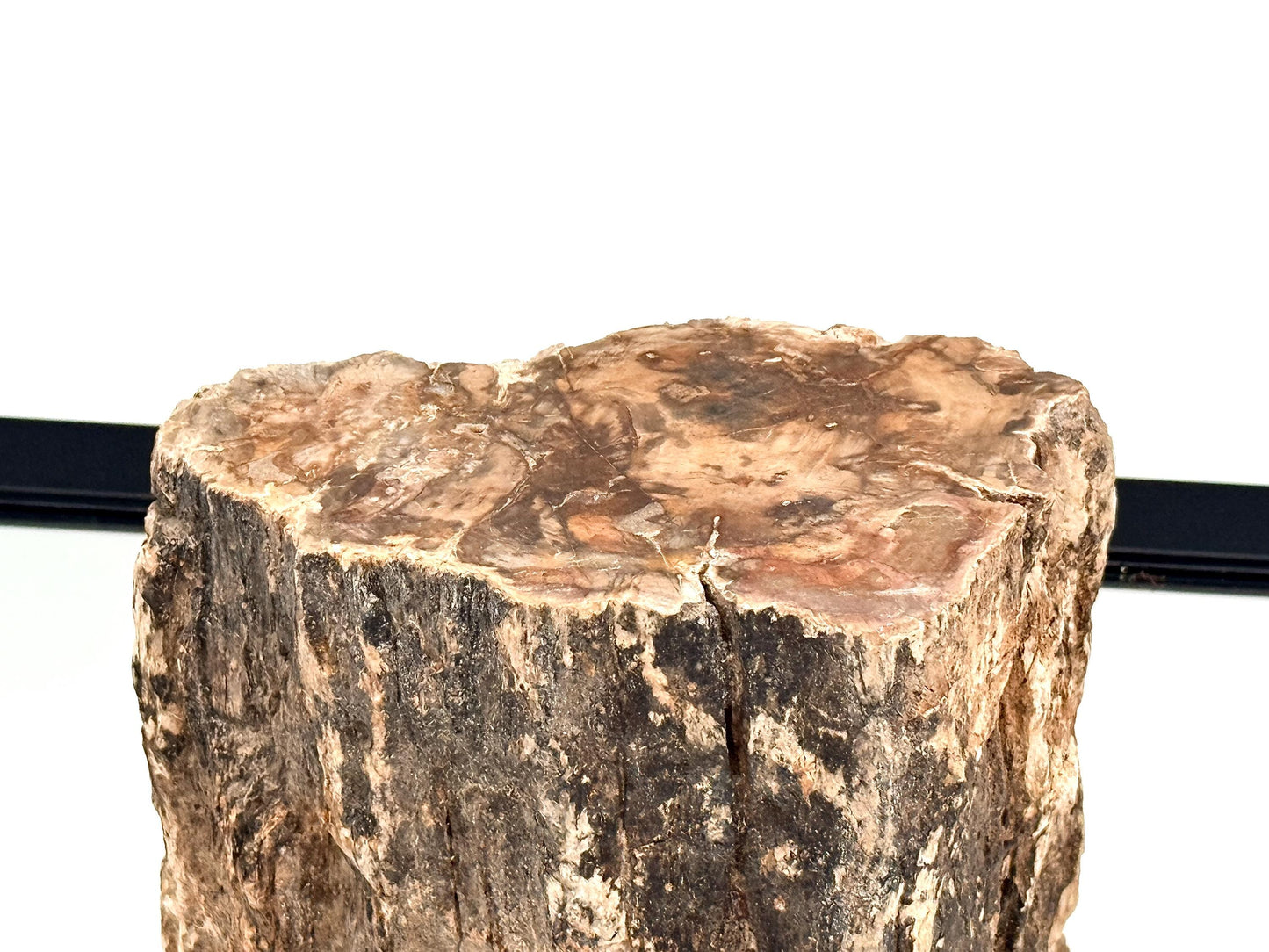 Fossil Wood Branch / Stump - Petrified (#11)
