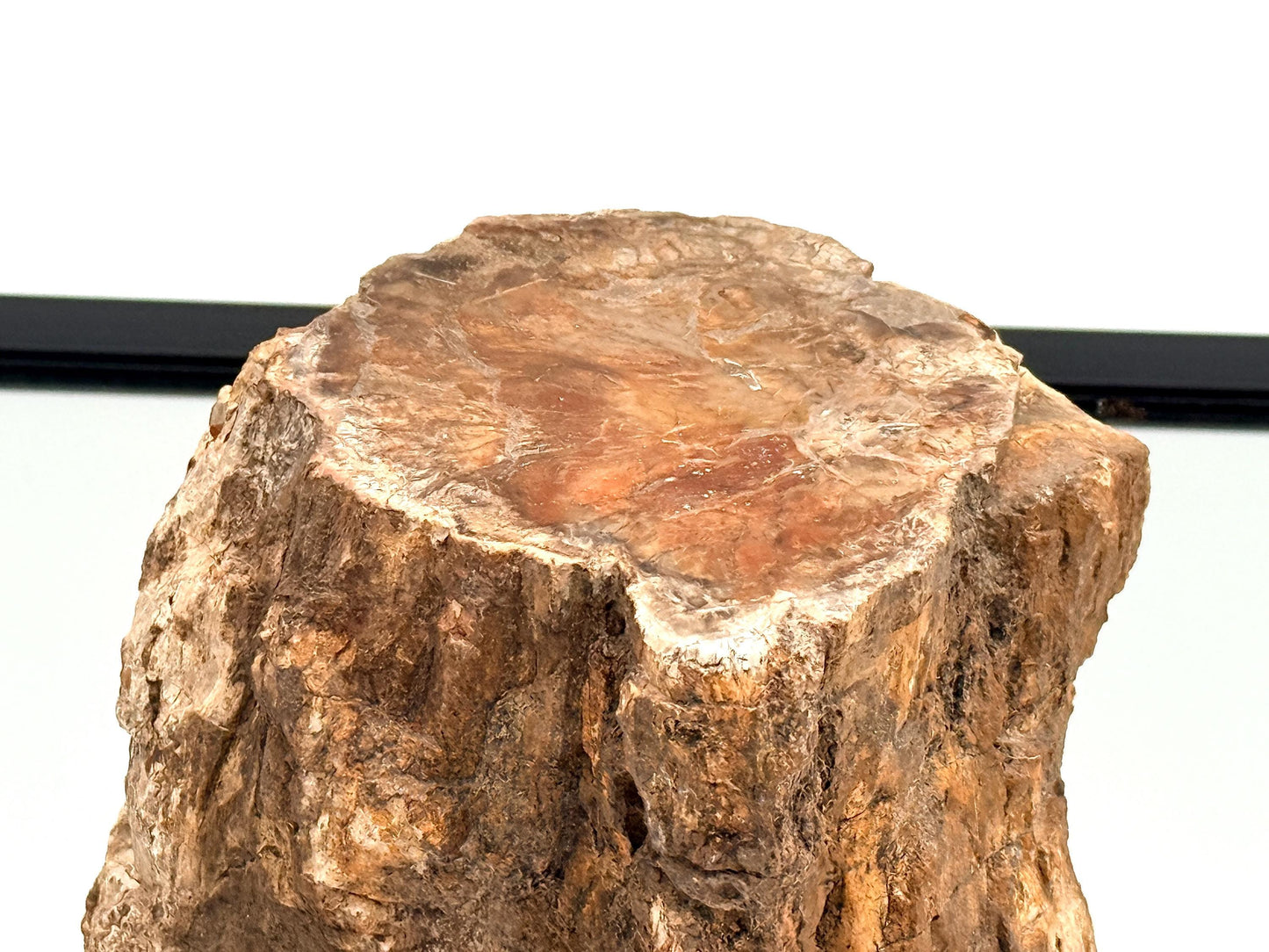 Fossil Wood Branch / Stump - Petrified (#10)