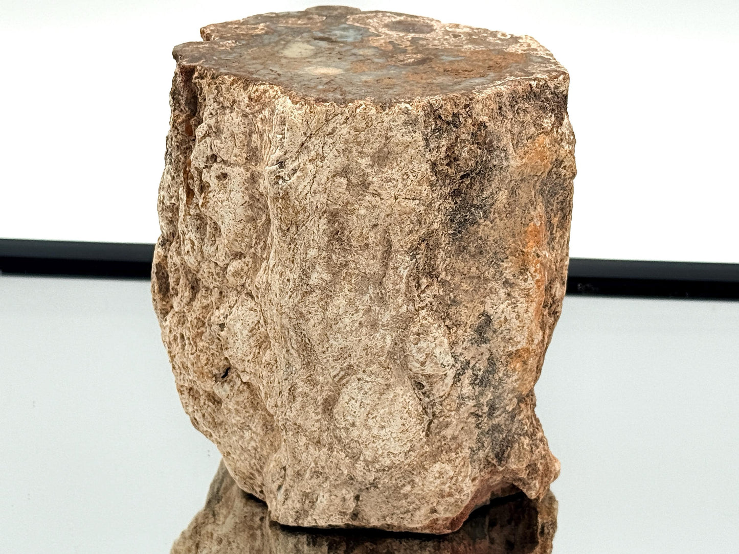 Fossil Wood Branch / Stump - Petrified (#12)