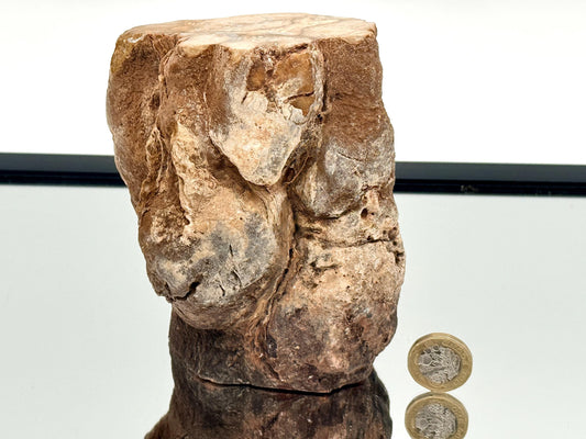 Fossil Wood Branch / Stump - Petrified (#9)