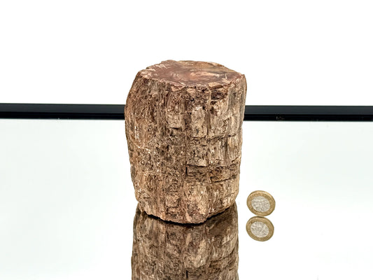 Fossil Wood Branch / Stump - Petrified (#7)