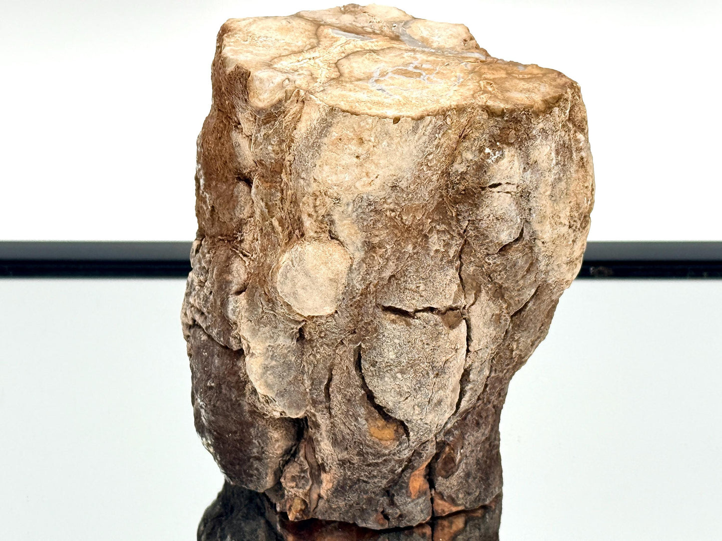 Fossil Wood Branch / Stump - Petrified (#9)