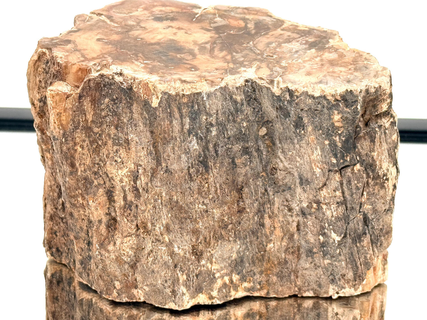 Fossil Wood Branch / Stump - Petrified (#11)