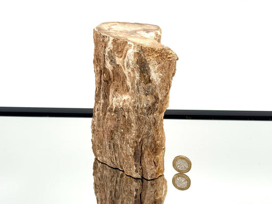 Fossil Wood Branch / Stump - Petrified (#6)