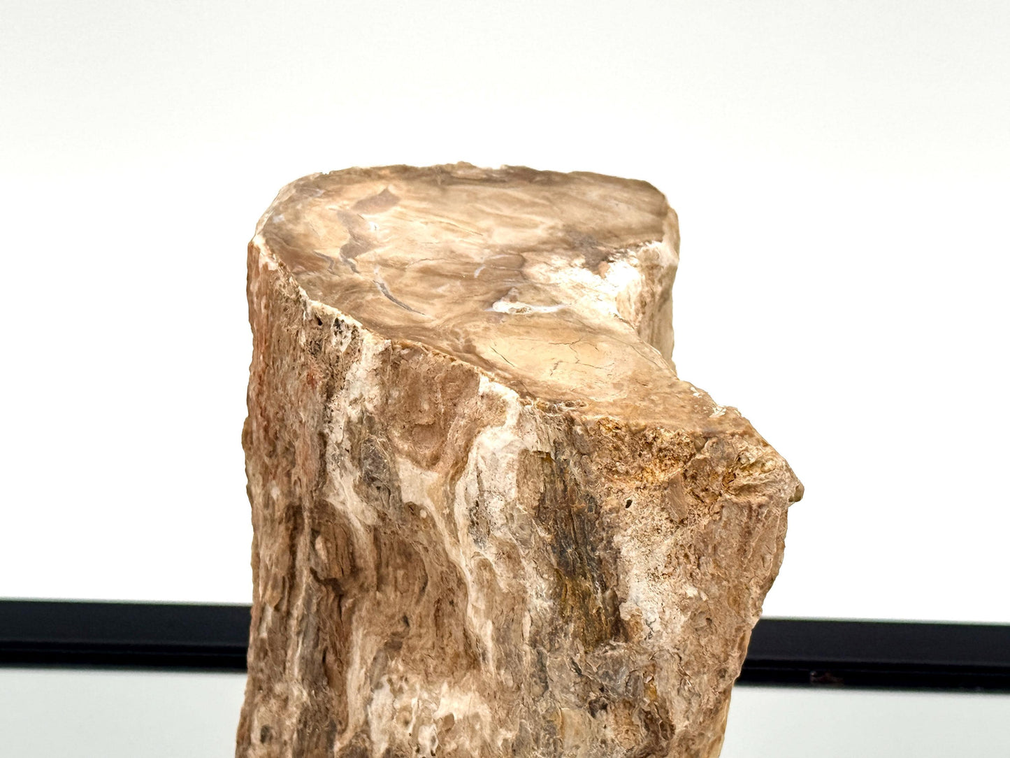 Fossil Wood Branch / Stump - Petrified (#6)