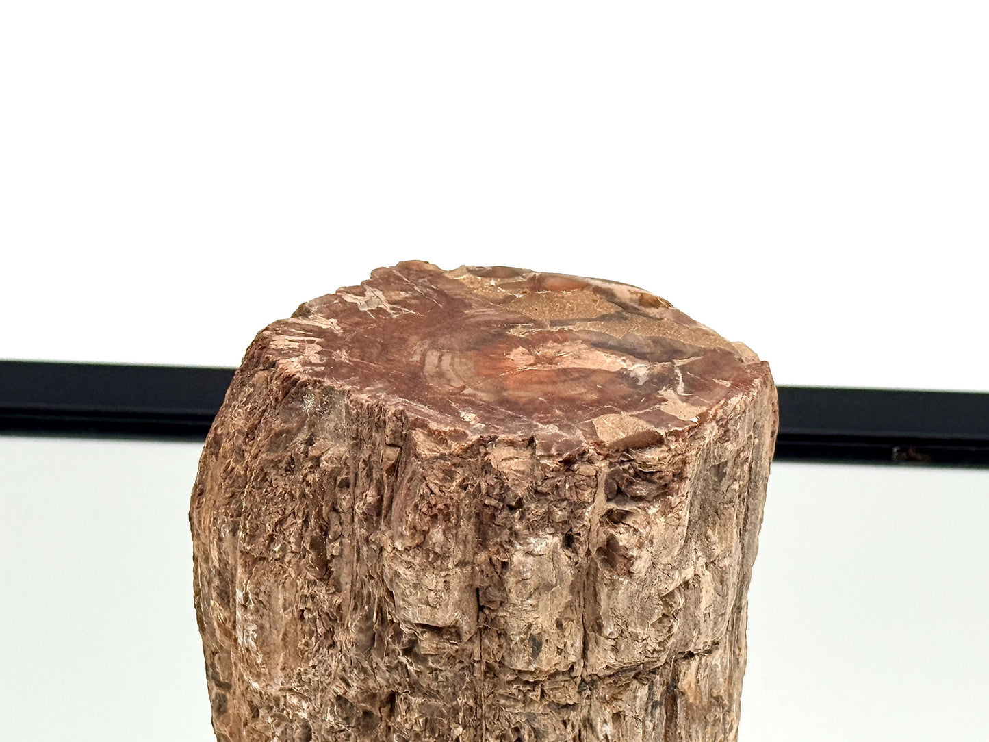 Fossil Wood Branch / Stump - Petrified (#7)