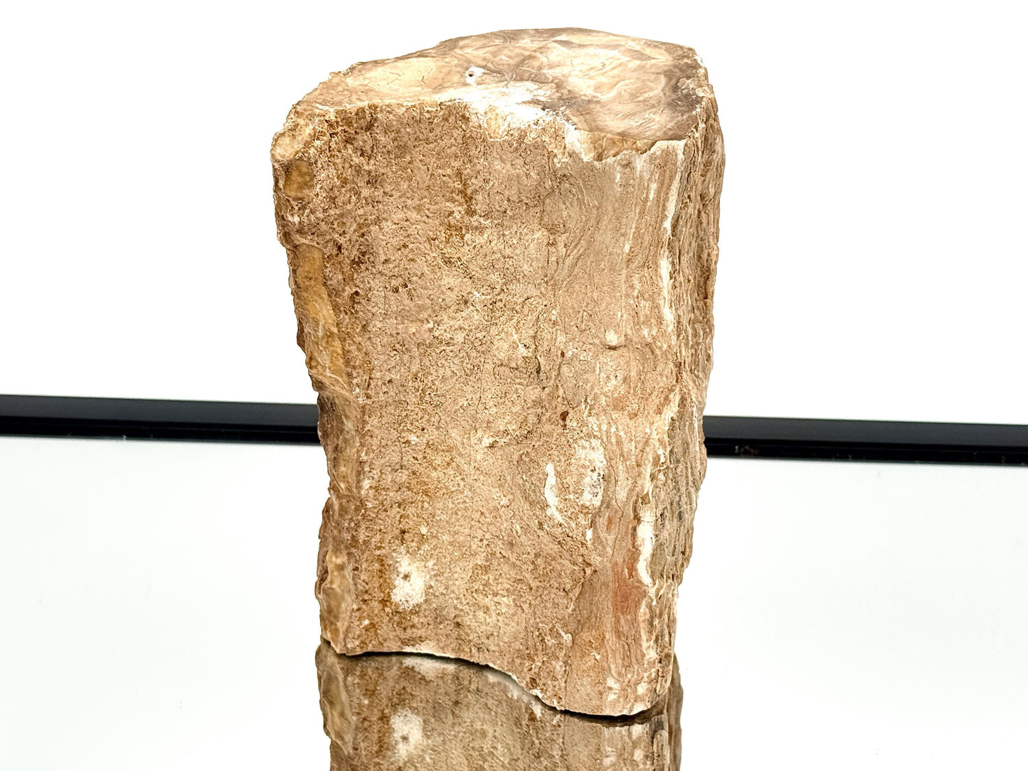 Fossil Wood Branch / Stump - Petrified (#6)