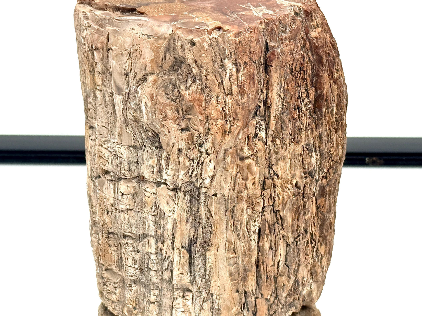 Fossil Wood Branch / Stump - Petrified (#7)