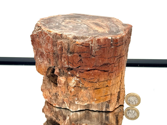 Fossil Wood Branch / Stump - Petrified (#5)