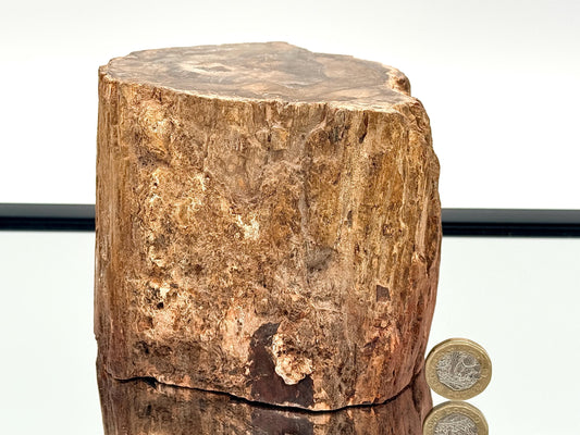 Fossil Wood Branch / Stump - Petrified (#4)