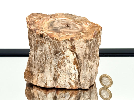 Fossil Wood Branch / Stump - Petrified (#2)