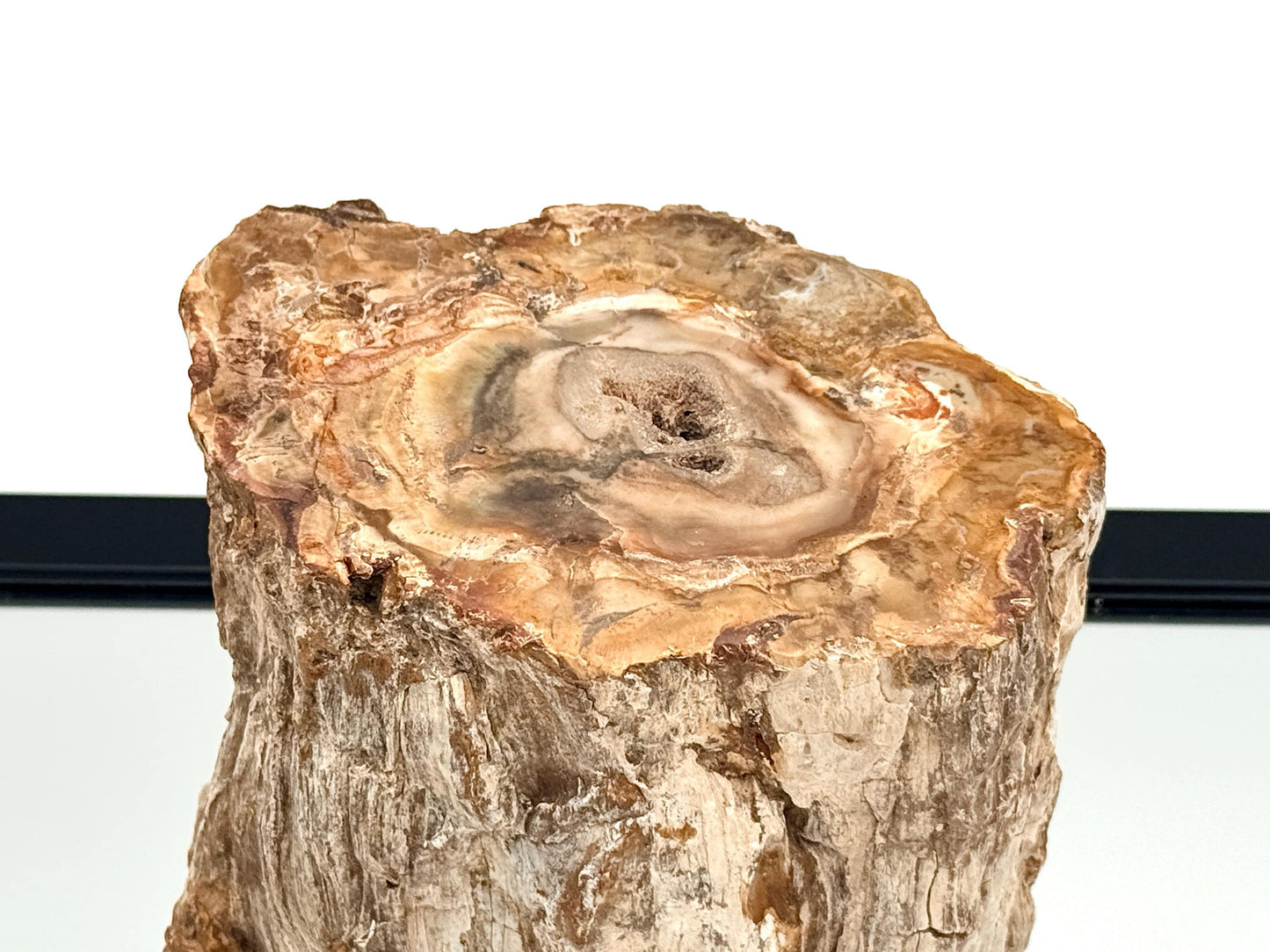 Fossil Wood Branch / Stump - Petrified (#2)