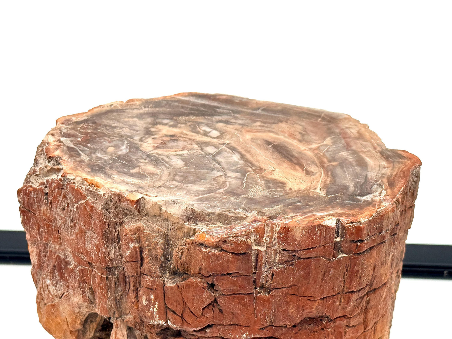 Fossil Wood Branch / Stump - Petrified (#5)