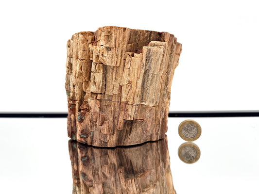 Fossil Wood Branch / Stump - Petrified (#1)