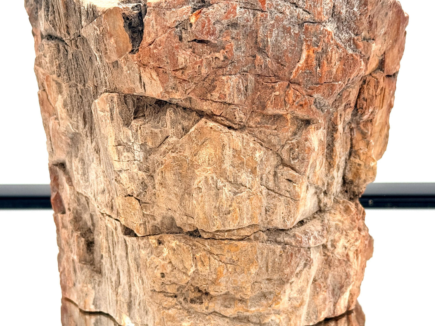 Fossil Wood Branch / Stump - Petrified (#5)