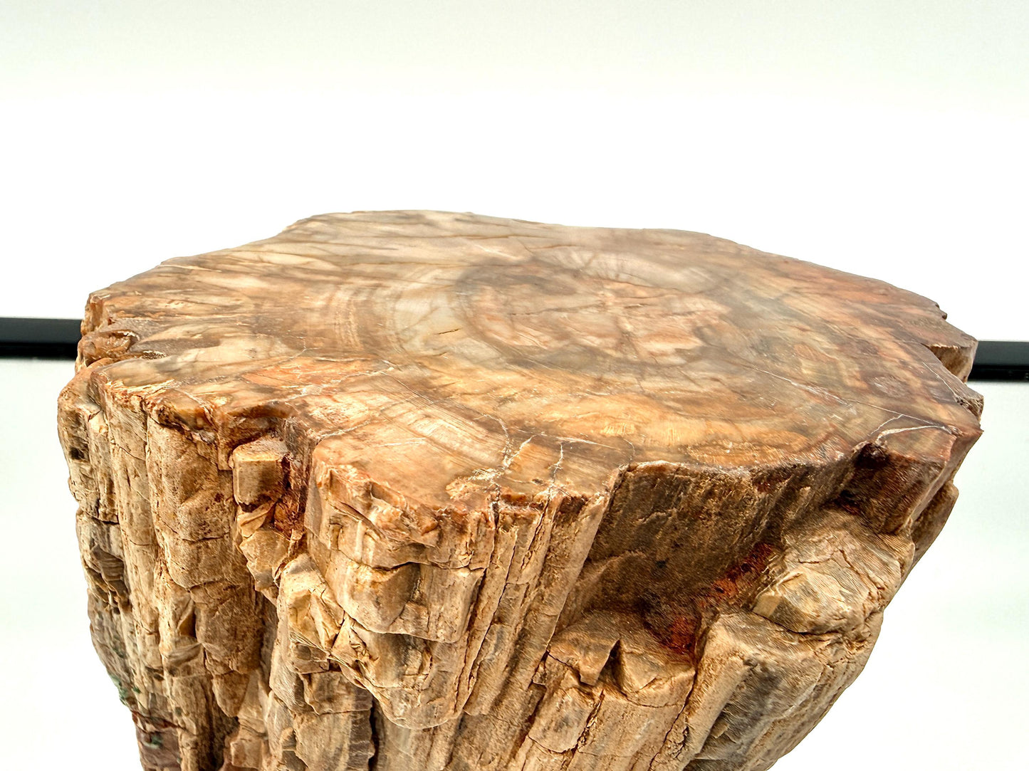 Fossil Wood Branch / Stump - Petrified (#1)
