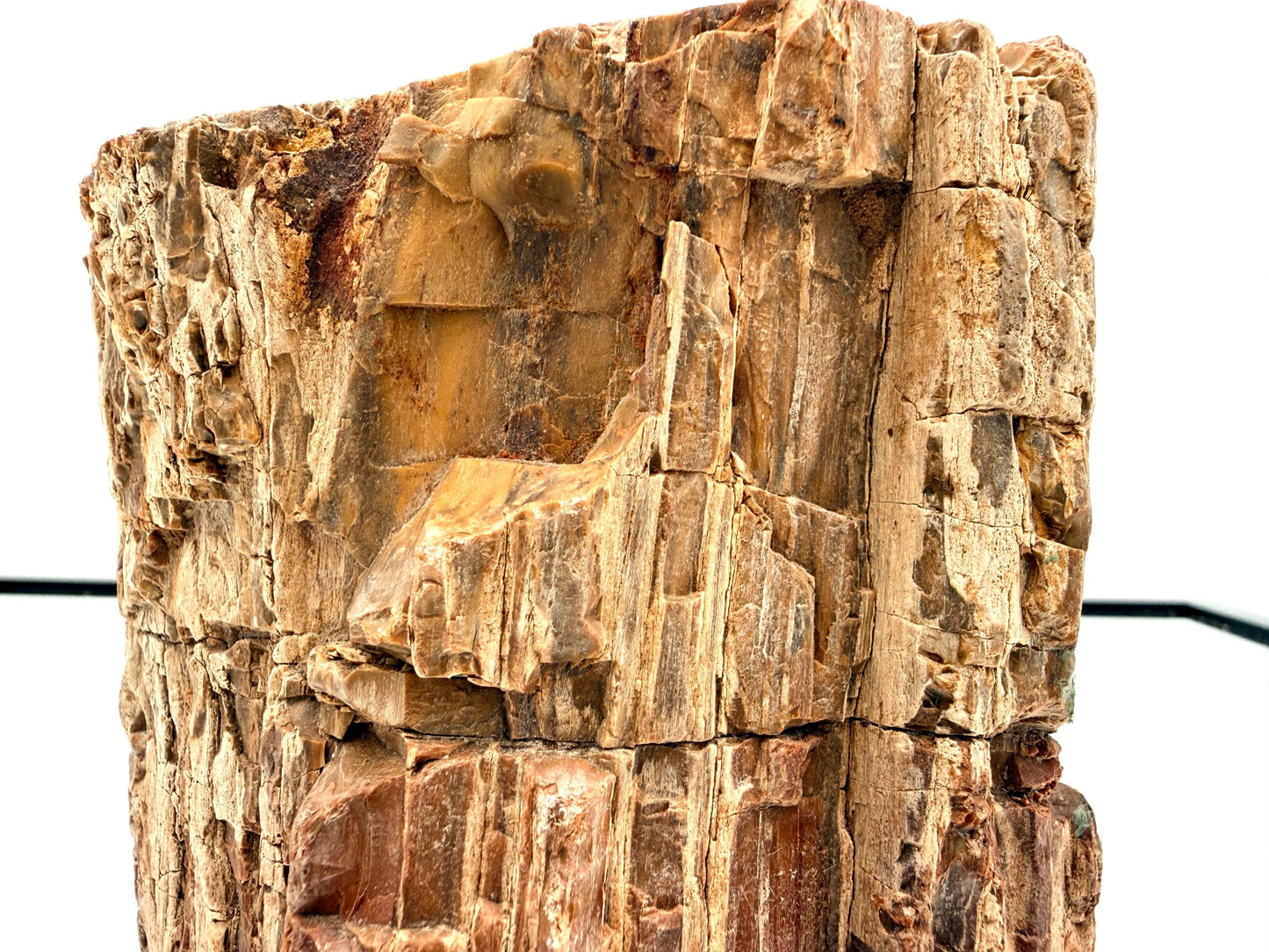 Fossil Wood Branch / Stump - Petrified (#1)