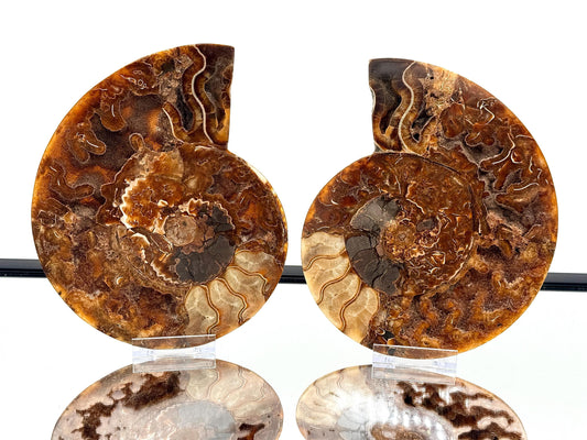 Ammonite Fossil Pair - 1.35KG - #46