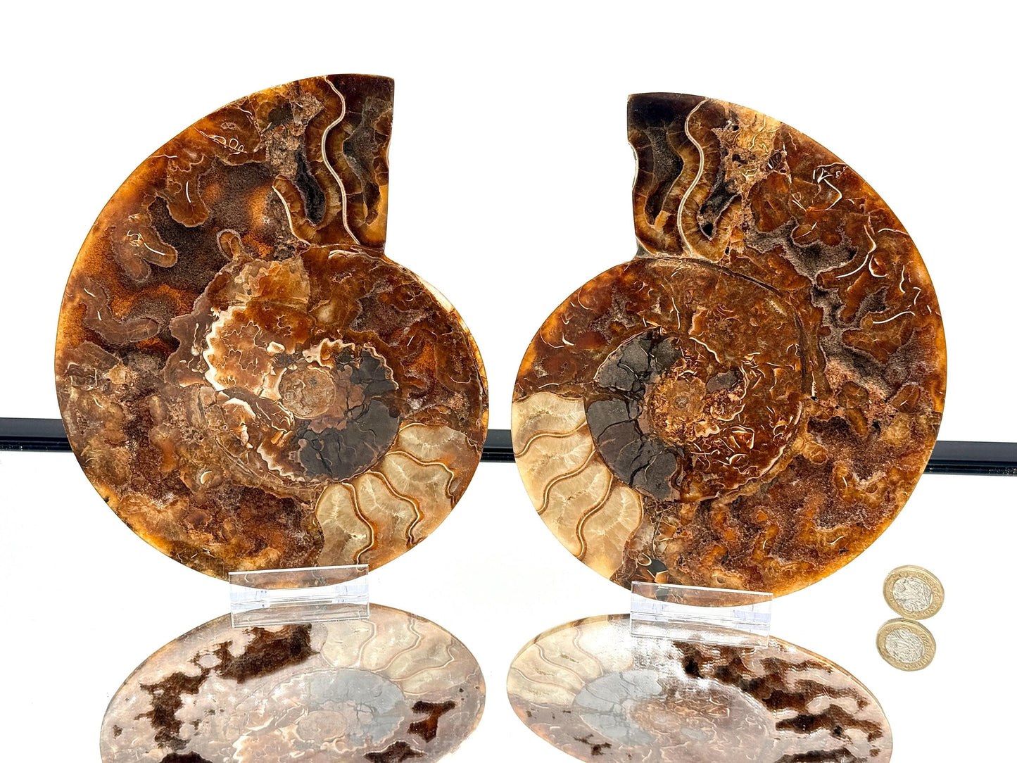 Ammonite Fossil Pair - 1.35KG - #46