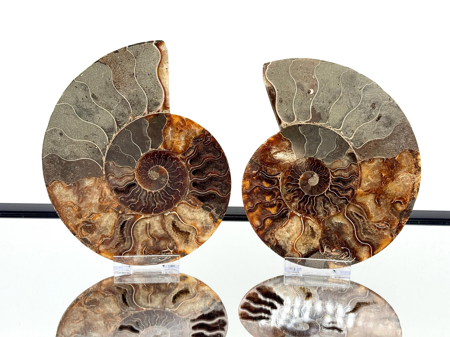 Ammonite Fossil Pair - 1.12KG - #44