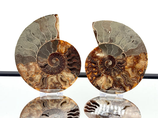 Ammonite Fossil Pair - 1.12KG - #44