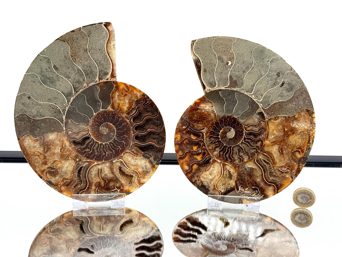 Ammonite Fossil Pair - 1.12KG - #44