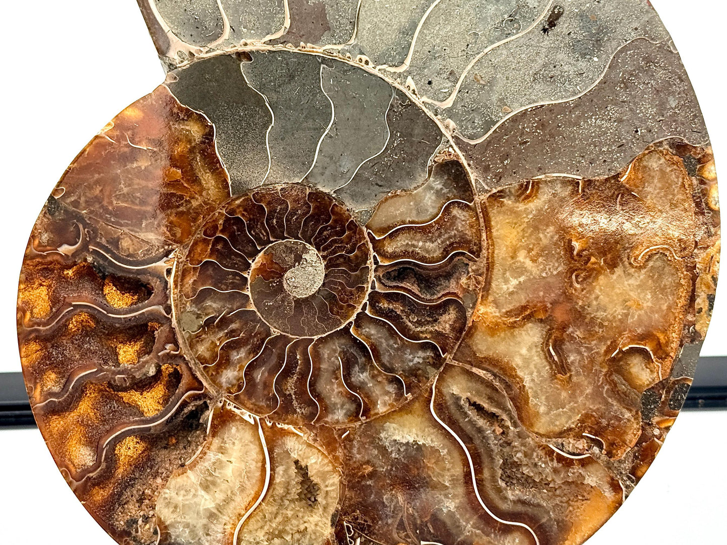 Ammonite Fossil Pair - 1.12KG - #44