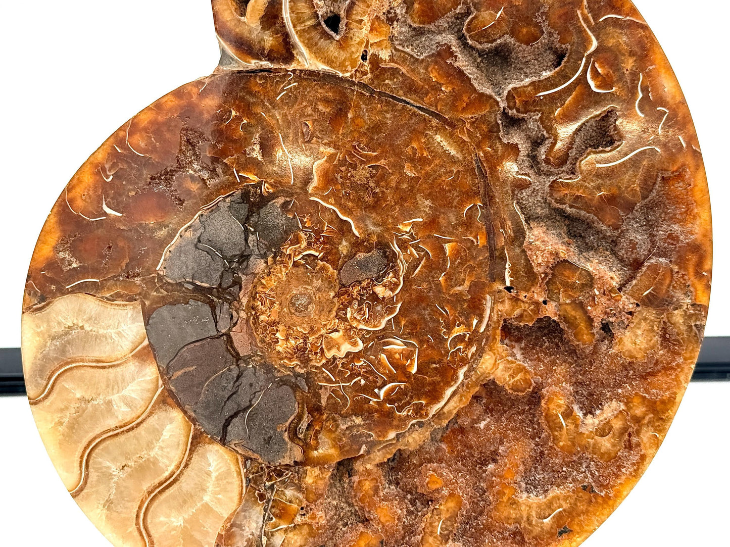 Ammonite Fossil Pair - 1.35KG - #46