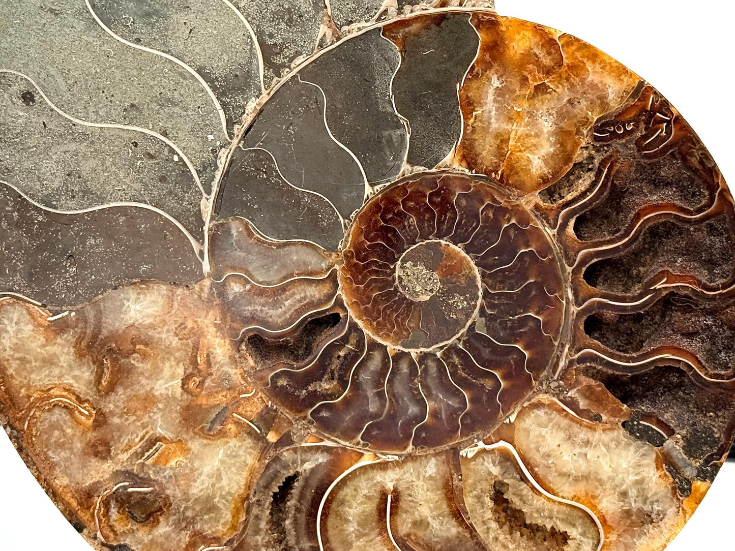 Ammonite Fossil Pair - 1.12KG - #44
